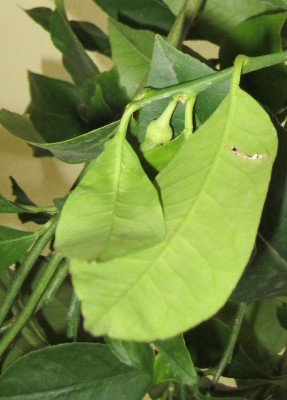 Bild green24 3 086.jpg
