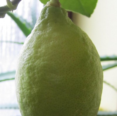 Bild green24 3 084.jpg