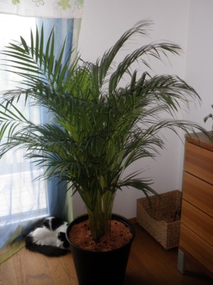 areca1.jpg