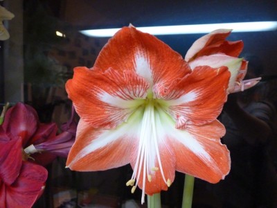 hippeastrum minerva.jpg