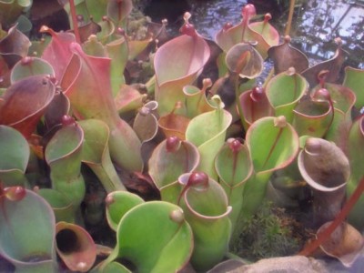 Sumpfkrug Heliamphora.jpg
