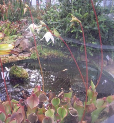 Heliamphora 2.jpg