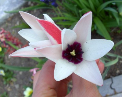 TulipaCulisanavarClusiana0318.jpg