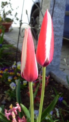 TulipaCulisanavarClusiana0315.jpg