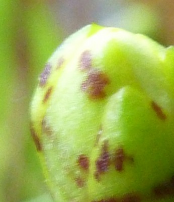 20120102 013 - Kopie.JPG