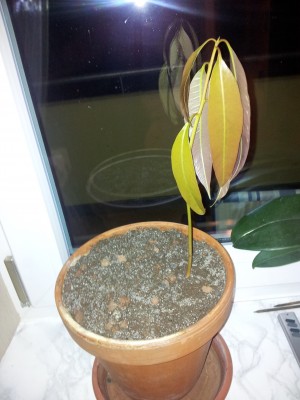 20120104_073733.jpg