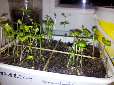 20120104_074116.jpg