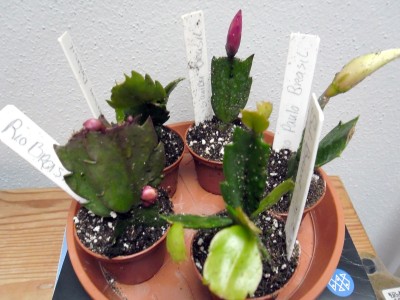 5x-Brasil-Schlumbergera_II.jpg