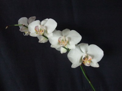 DSCF1390.JPG
