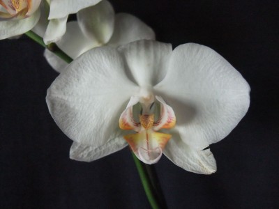 DSCF1389.JPG