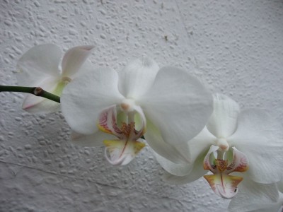 DSCF1388.JPG