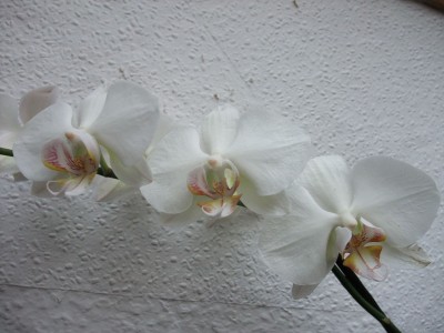 DSCF1387.JPG
