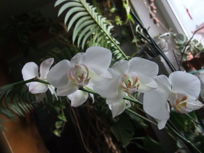 DSCF1385.JPG