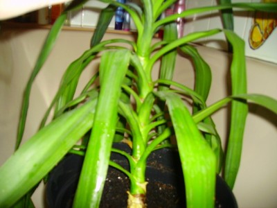 PICT0725.JPG