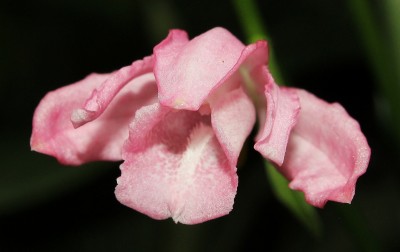 Phaius mishmensis.jpg