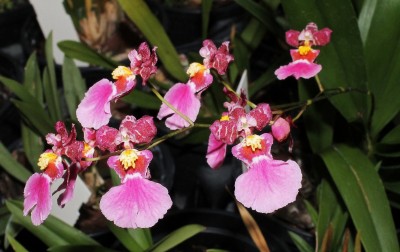 Oncidumnia Kutoo ´Little Cherry´.jpg