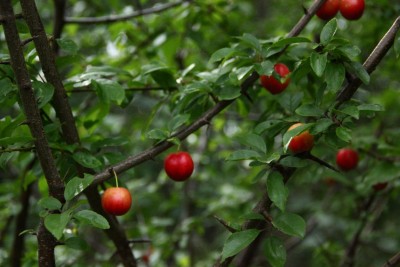 was ist das für ein Baum - Rügen.JPG