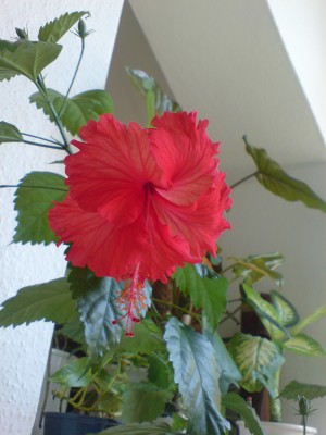 Hibiscus Schizopetalusform Rot.jpg
