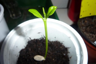 Mandarine.JPG