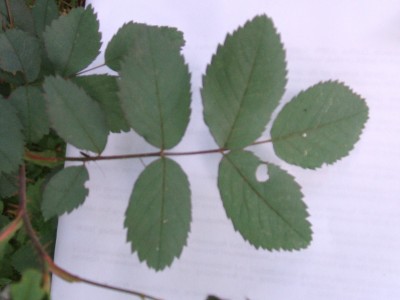 Hechtrose.JPG