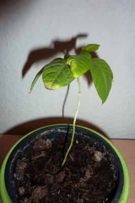 Passi Q.JPG