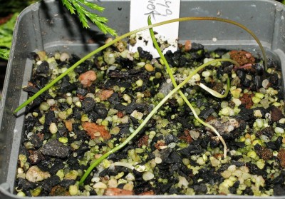 Daubenya aurea (1).jpg