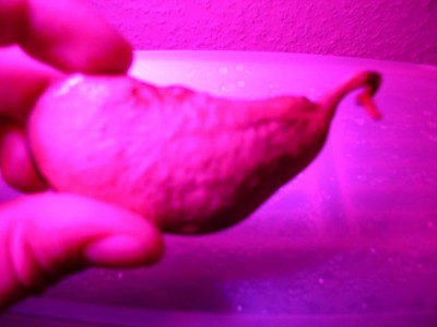 mangokerneeeeeeeeee 001knn.jpg