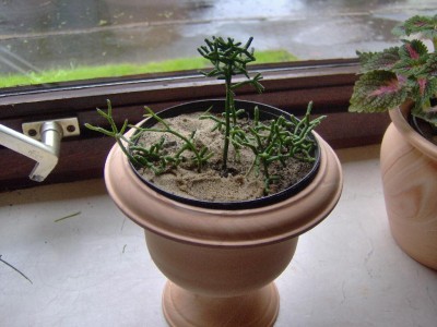 Rhipsalis.jpg