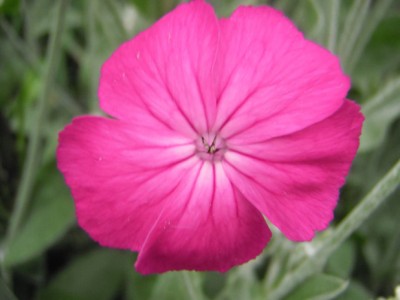 Lychnis coronaria Vexiernelke.jpg