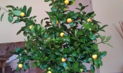 Mandarine groß.jpg