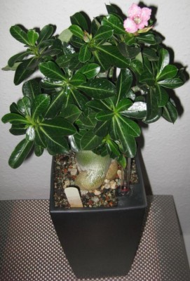 Wüsti vom 02.01.2012.JPG