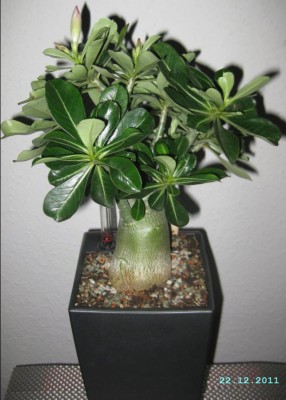 Wüsti vom 22.12.20011.JPG