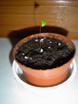 Diascorea rupicola.jpg