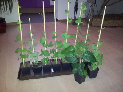 Aristolochia.jpg