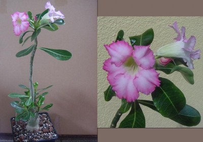 Beauty Cloud 2 Mitte April 2010.JPG