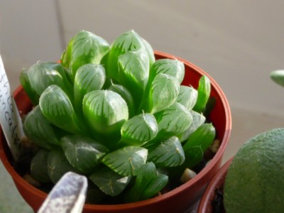 P1120439.JPG