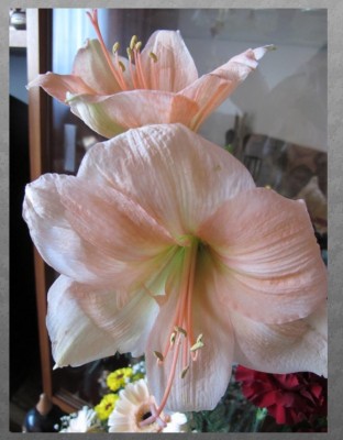 hippeastrum.jpg