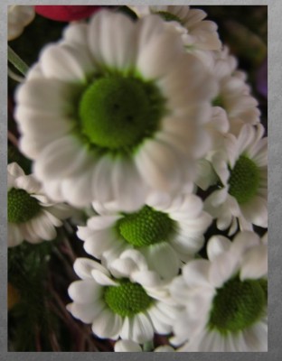 blume2.jpg