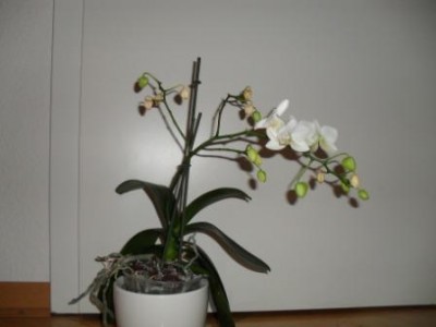 SDC12257.JPG
