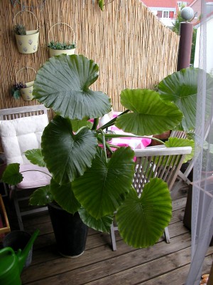 DSCN1248.JPG