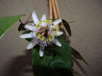 passiflora miersii.jpg