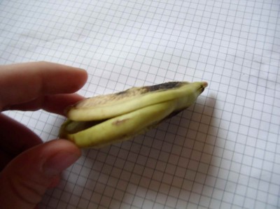 mango kern wächst 003.jpg