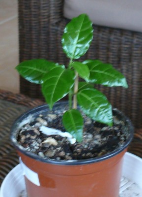 qudrangularis.jpg