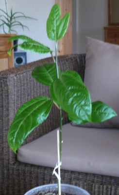 edulis.jpg