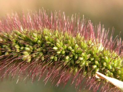 dscn0445.jpg