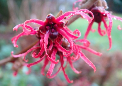 Hamamelis Zaubernuss.jpg