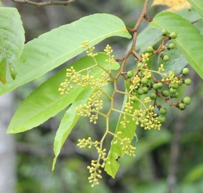 103. Baum, IMG_7296.JPG