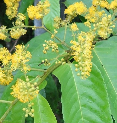 103. Baum, DSC01315.JPG