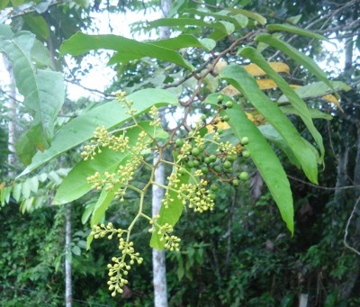 103. Baum, DSC01311.JPG