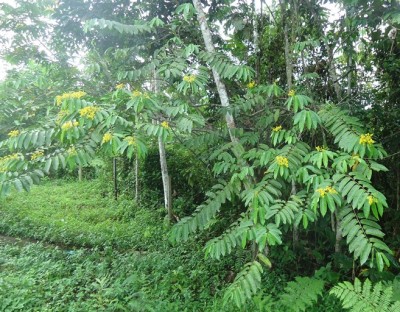 103. Baum, DSC01310.JPG